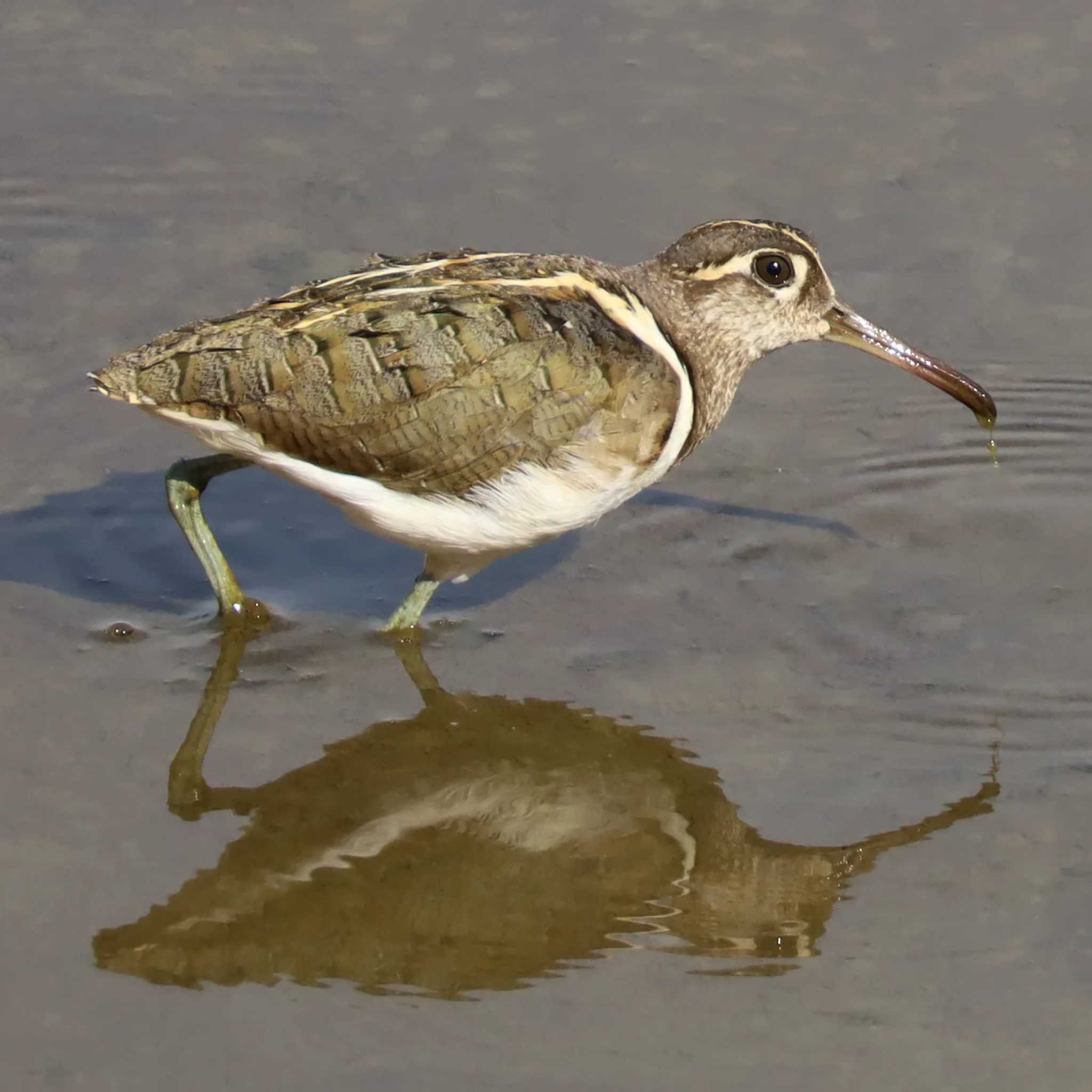 Photo of Greater Painted-snipe at  by ruri