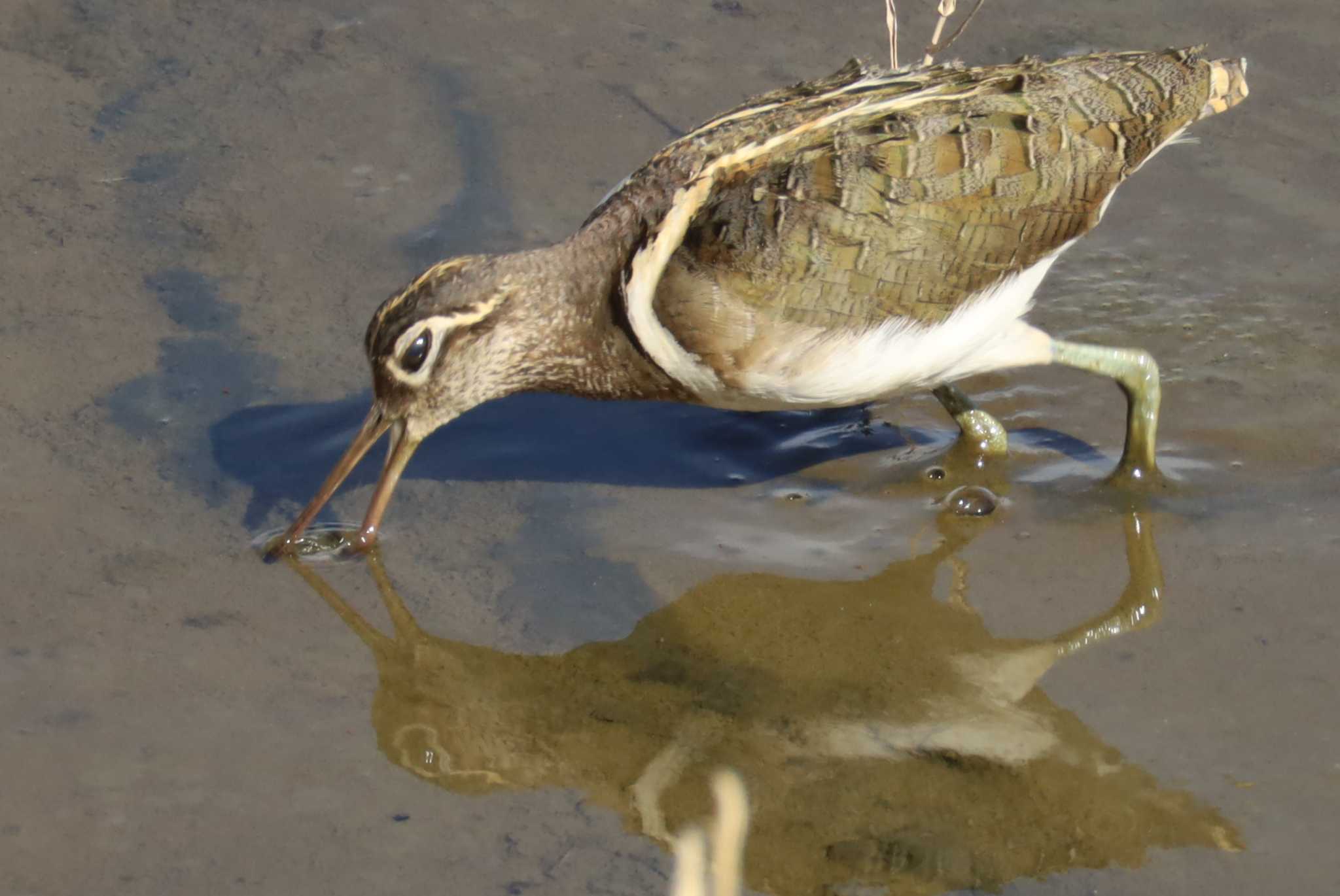 Photo of Greater Painted-snipe at  by ruri