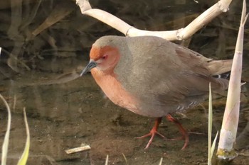 Ruddy-breasted Crake Unknown Spots Mon, 3/11/2024