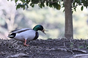 マガモ 六義園 2024年3月9日(土)