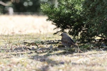 ハチジョウツグミ 六義園 2024年3月9日(土)