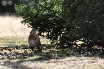 ハチジョウツグミ 六義園 2024年3月9日(土)