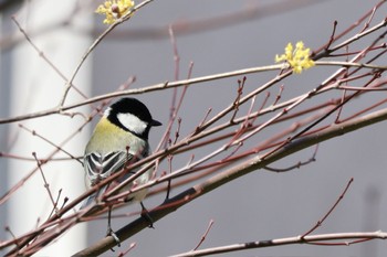 シジュウカラ 六義園 2024年3月9日(土)