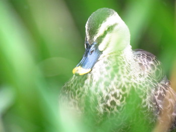 Eastern Spot-billed Duck 和田堀公園 Sun, 10/14/2018