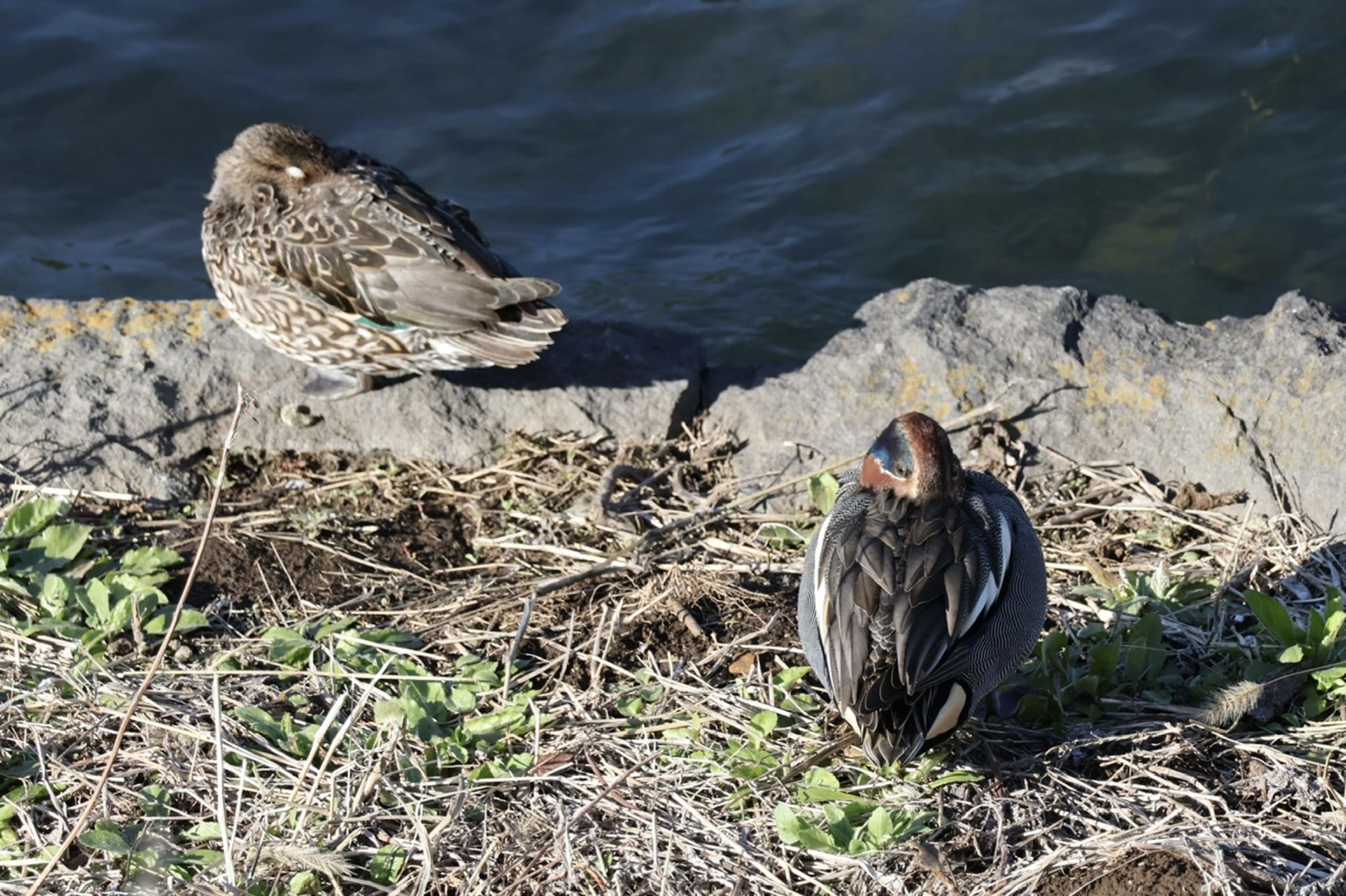 Eurasian Teal