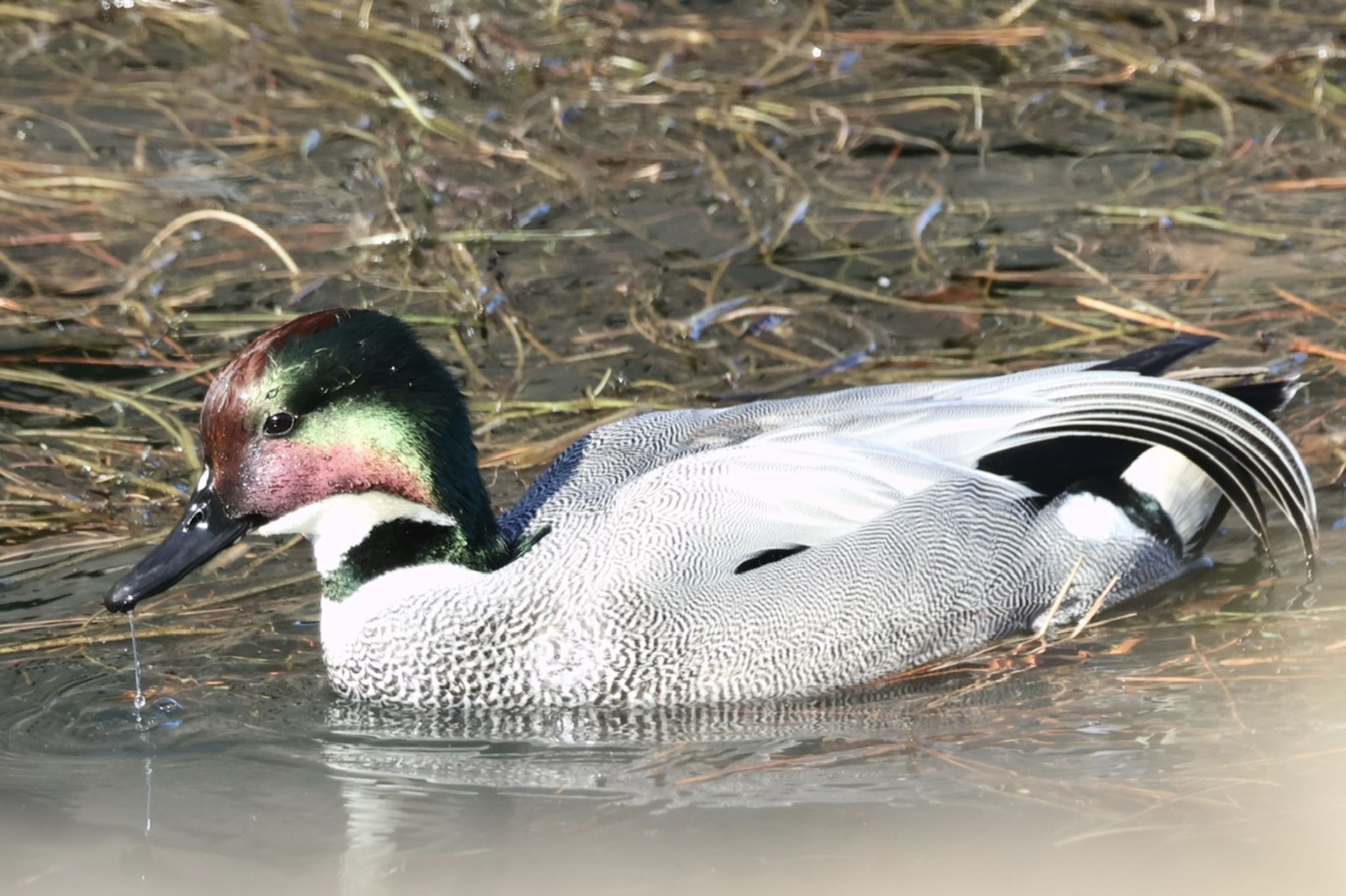 Falcated Duck