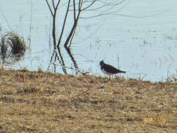 2023年12月30日(土) 美南中央公園の野鳥観察記録