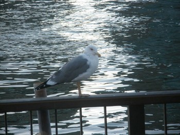 セグロカモメ 越中島公園 2020年2月11日(火)