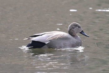 オカヨシガモ 明石公園 2024年1月28日(日)