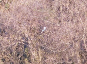 2021年12月19日(日) 21世紀の森と広場(千葉県松戸市)の野鳥観察記録