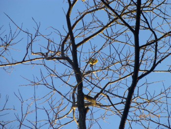 Warbling White-eye 21世紀の森と広場(千葉県松戸市) Sun, 12/19/2021