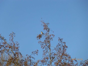 Dusky Thrush 21世紀の森と広場(千葉県松戸市) Sun, 12/19/2021