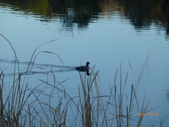 Eurasian Coot 21世紀の森と広場(千葉県松戸市) Sun, 12/19/2021