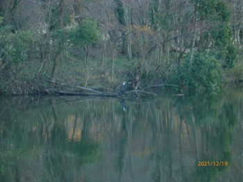 Great Cormorant 21世紀の森と広場(千葉県松戸市) Sun, 12/19/2021