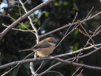 Bull-headed Shrike 五十鈴公園 Sun, 3/10/2024