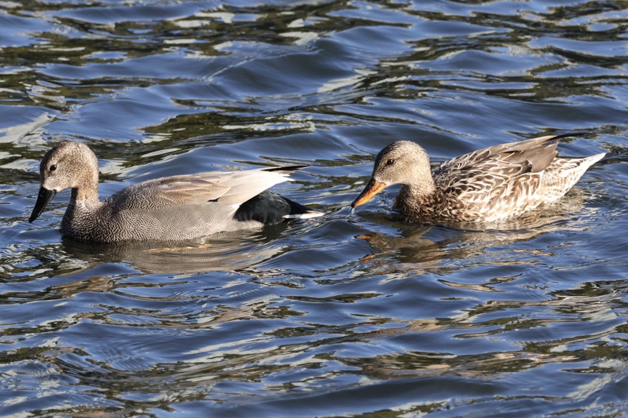 Gadwall