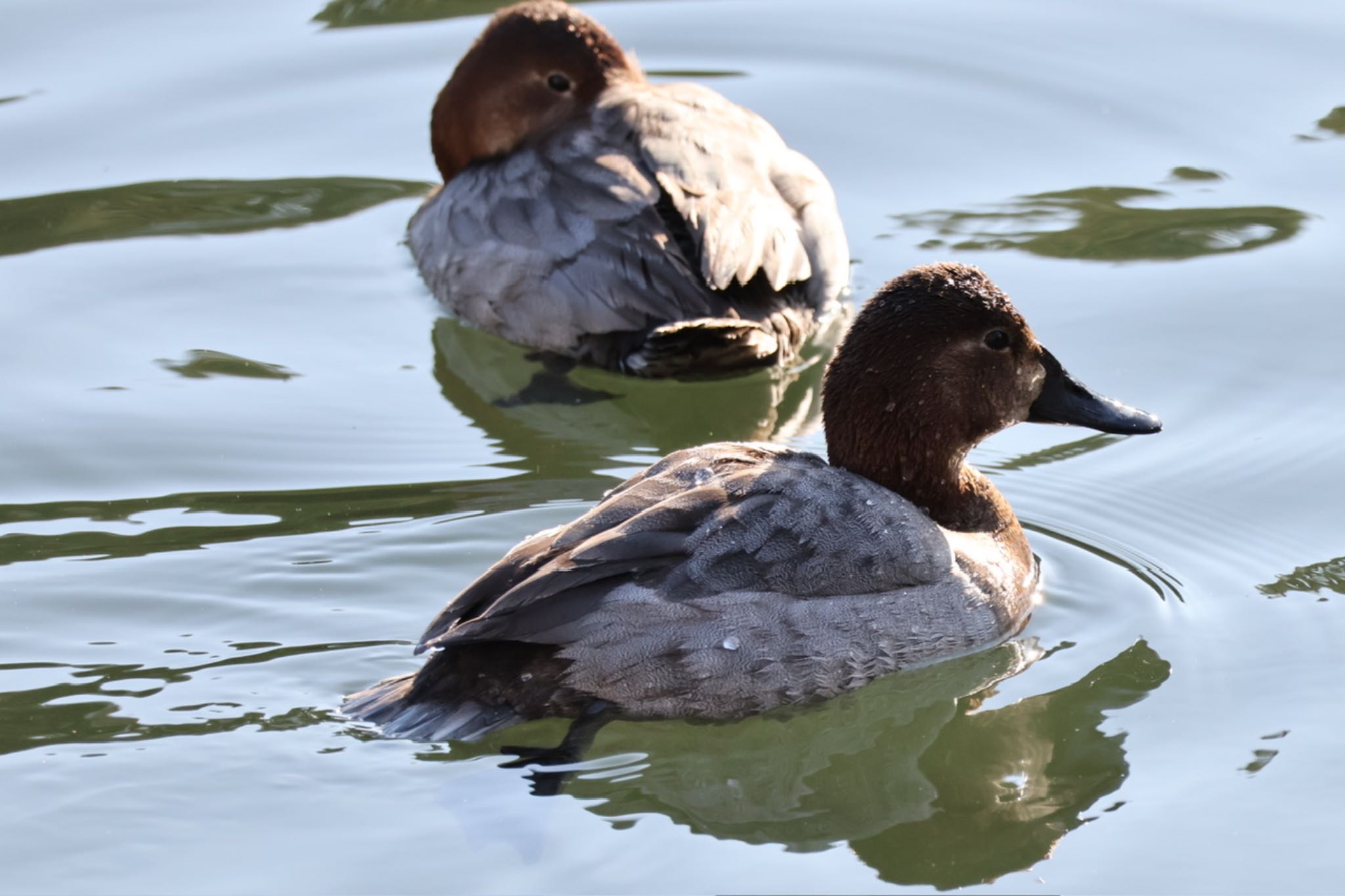 Common Pochard