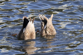 Gadwall Imperial Palace Sat, 3/9/2024