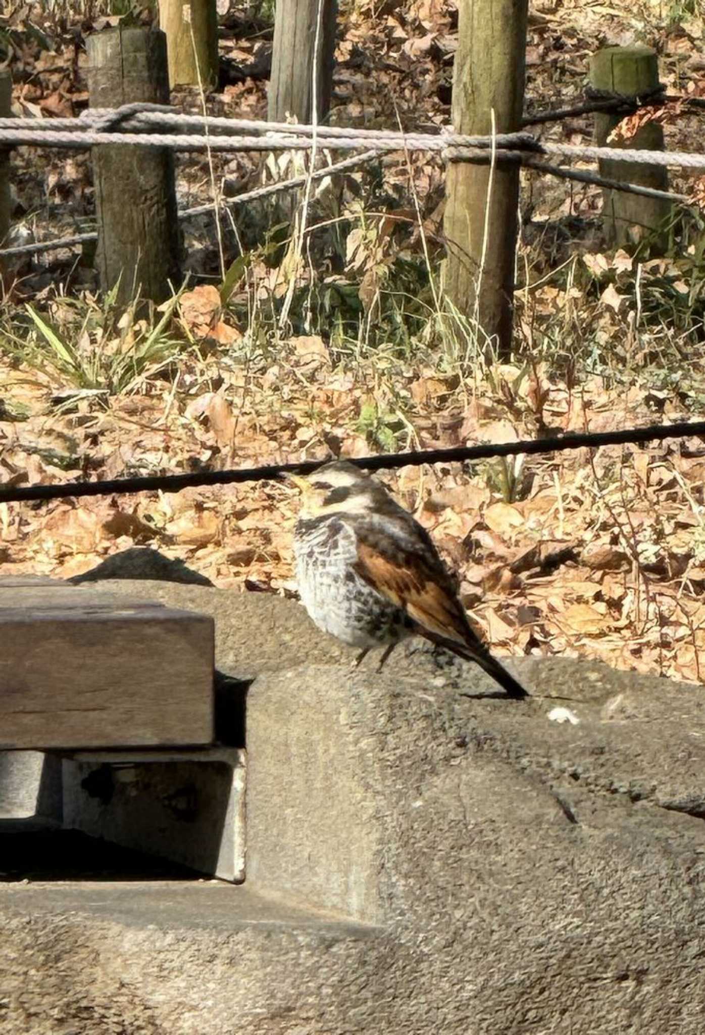 Dusky Thrush