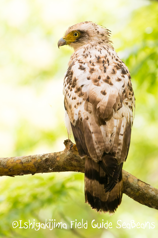 Crested Serpent Eagle