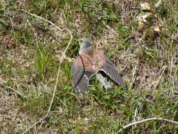 Common Kestrel 天神川 Mon, 3/11/2024