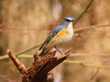 Red-flanked Bluetail 東京都立桜ヶ丘公園(聖蹟桜ヶ丘) Sun, 3/10/2024