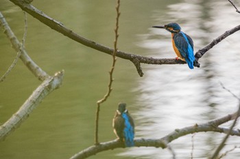 Common Kingfisher 善福寺公園 Sun, 2/18/2024