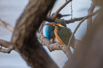 Common Kingfisher 善福寺公園 Sun, 2/18/2024