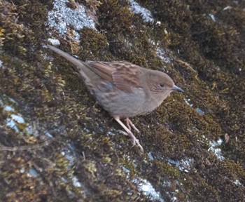 Japanese Accentor 六甲山 Mon, 3/11/2024