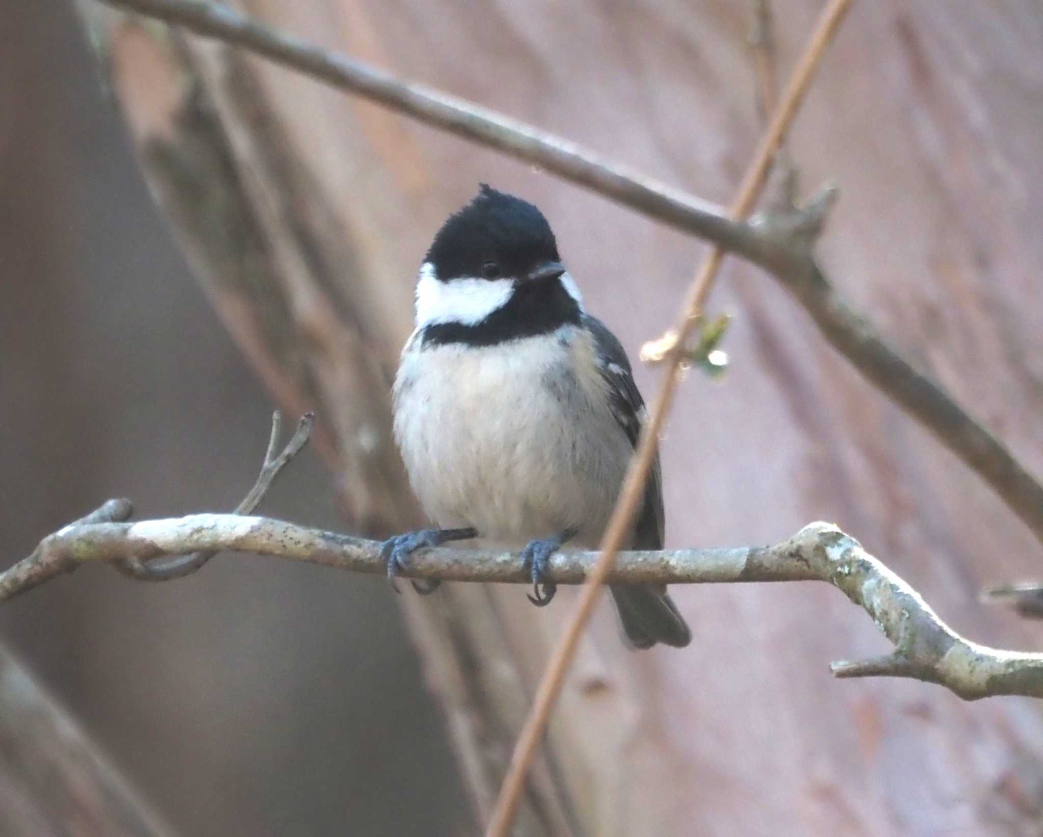 Photo of Coal Tit at 六甲山 by マル