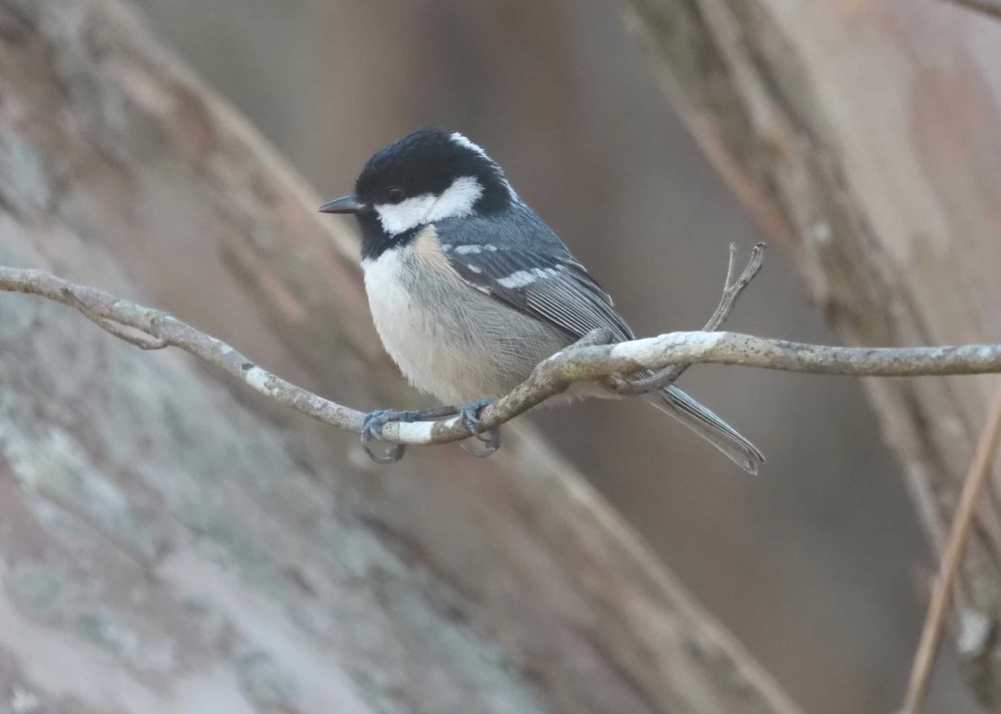 Photo of Coal Tit at 六甲山 by マル