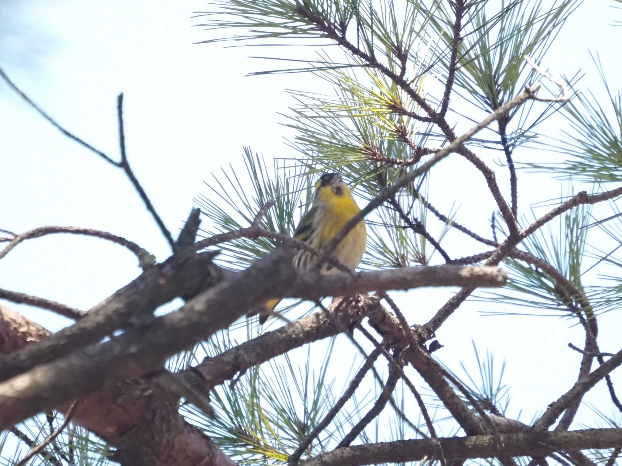 Photo of Eurasian Siskin at 六甲山 by マル