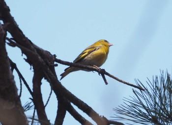 Eurasian Siskin 六甲山 Mon, 3/11/2024