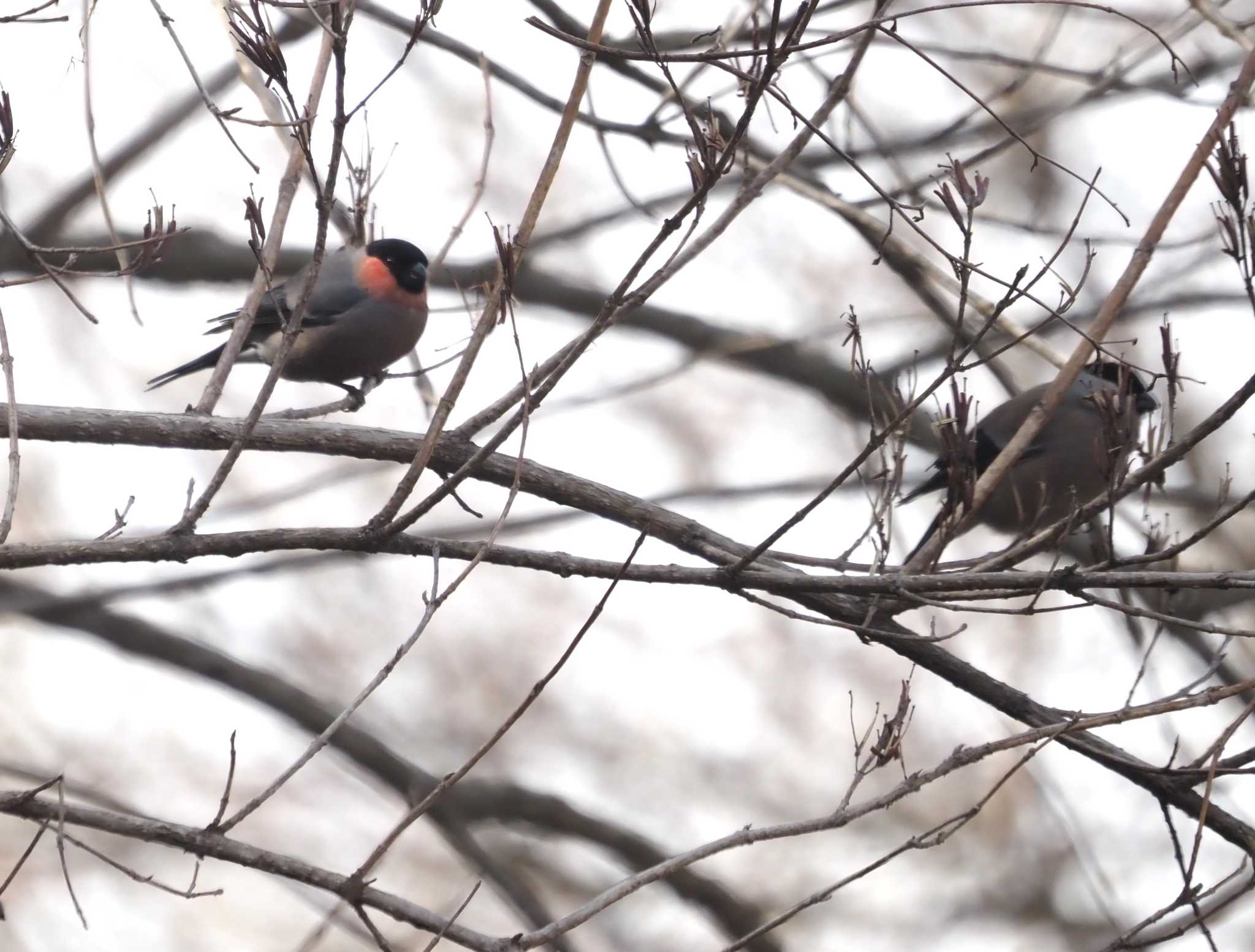 Photo of Eurasian Bullfinch at 六甲山 by マル