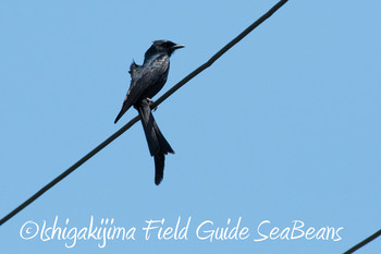 Black Drongo Ishigaki Island Unknown Date