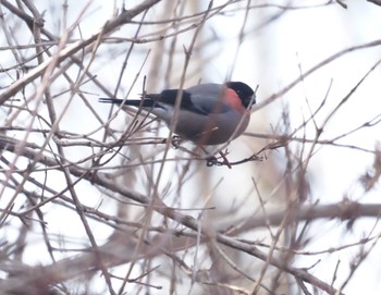 Eurasian Bullfinch 六甲山 Mon, 3/11/2024