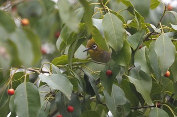 Warbling White-eye きずきの森(北雲雀きずきの森) Mon, 3/11/2024