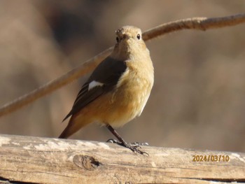 Daurian Redstart Imperial Palace Sun, 3/10/2024