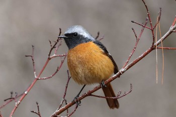 Daurian Redstart Arima Fuji Park Sat, 3/9/2024