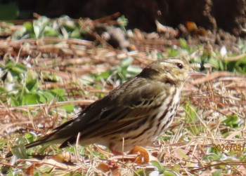 Olive-backed Pipit Imperial Palace Sun, 3/10/2024