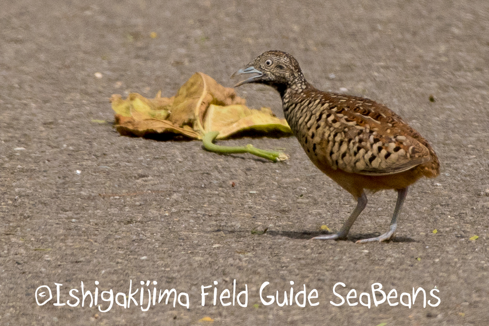 Photo of Barred Buttonquail at Ishigaki Island by 石垣島バードウオッチングガイドSeaBeans