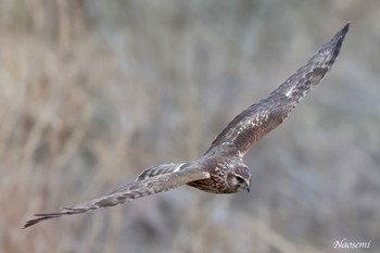 Hen Harrier 利根川 Thu, 3/7/2024