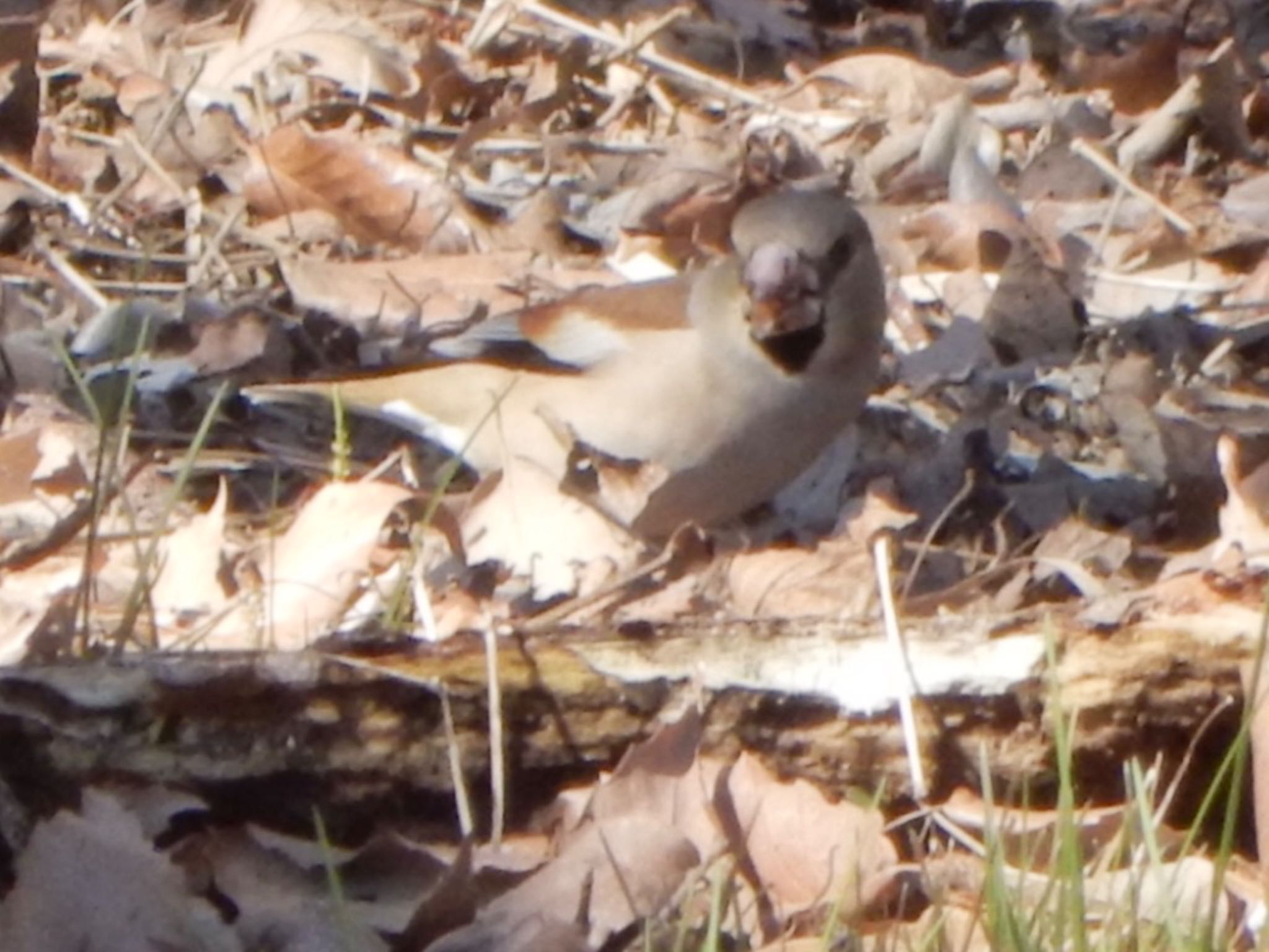 Hawfinch