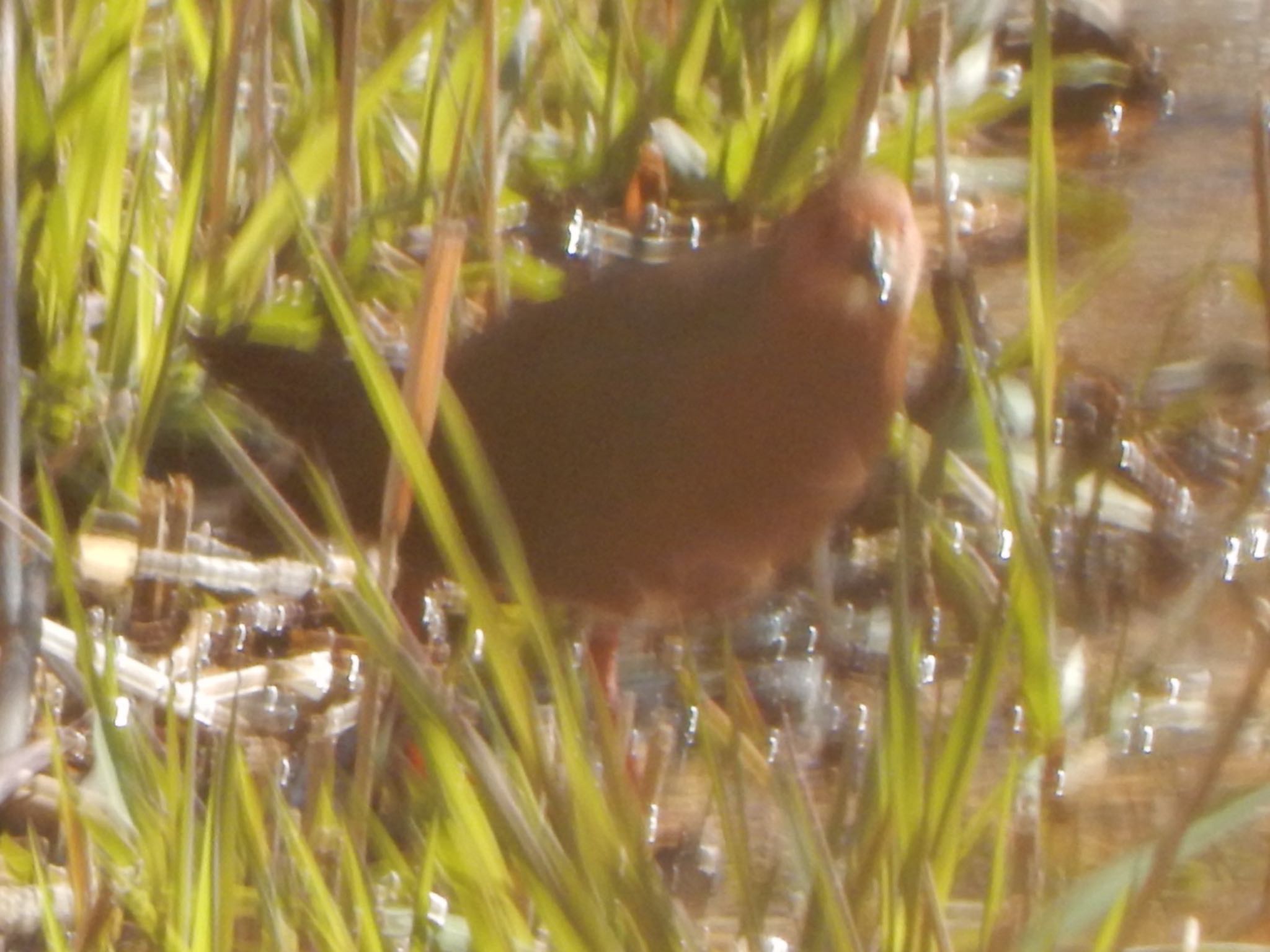 Ruddy-breasted Crake