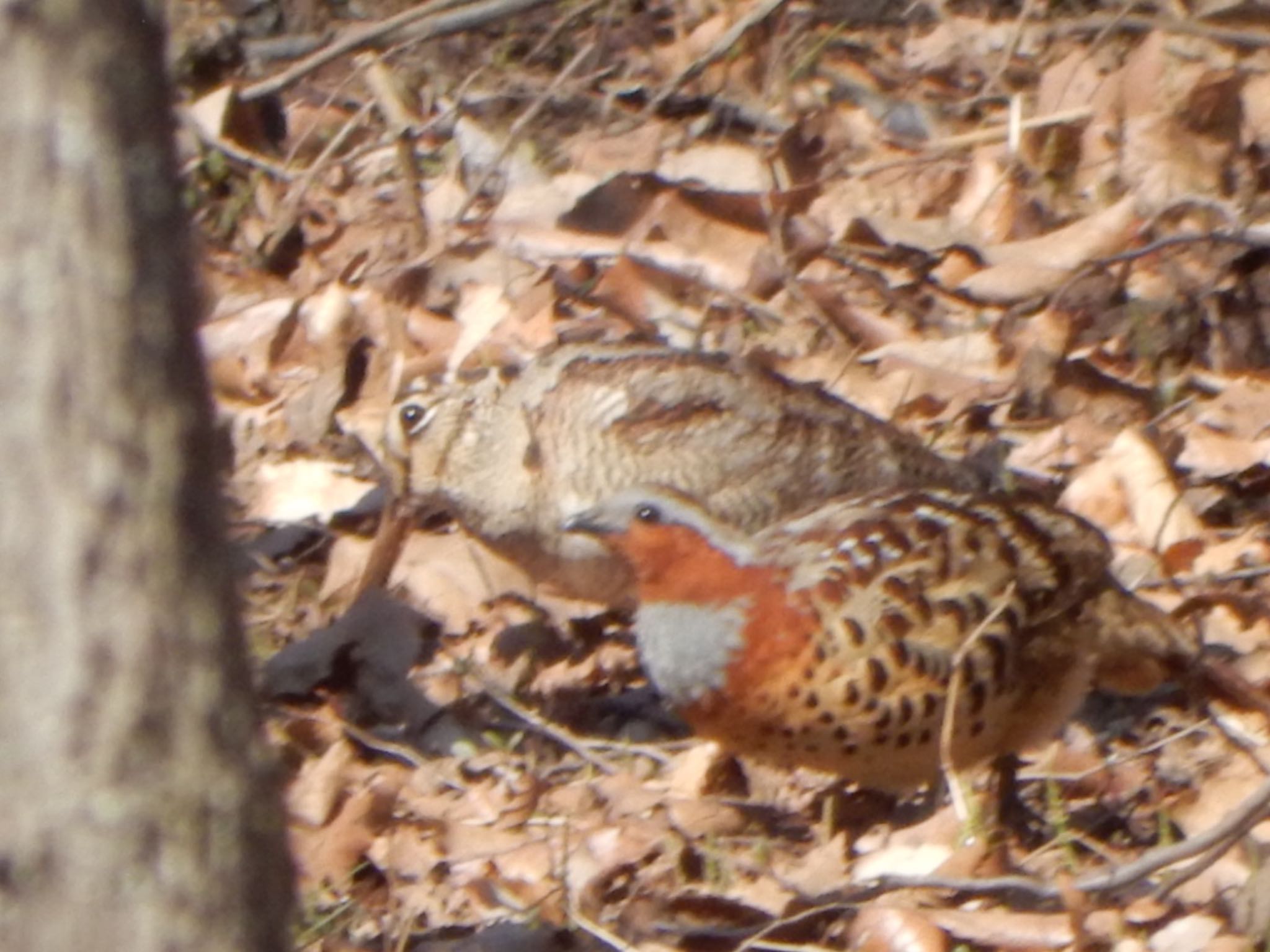 Chinese Bamboo Partridge