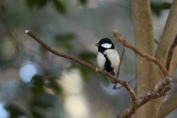 Japanese Tit 自宅近辺 Sat, 2/3/2024