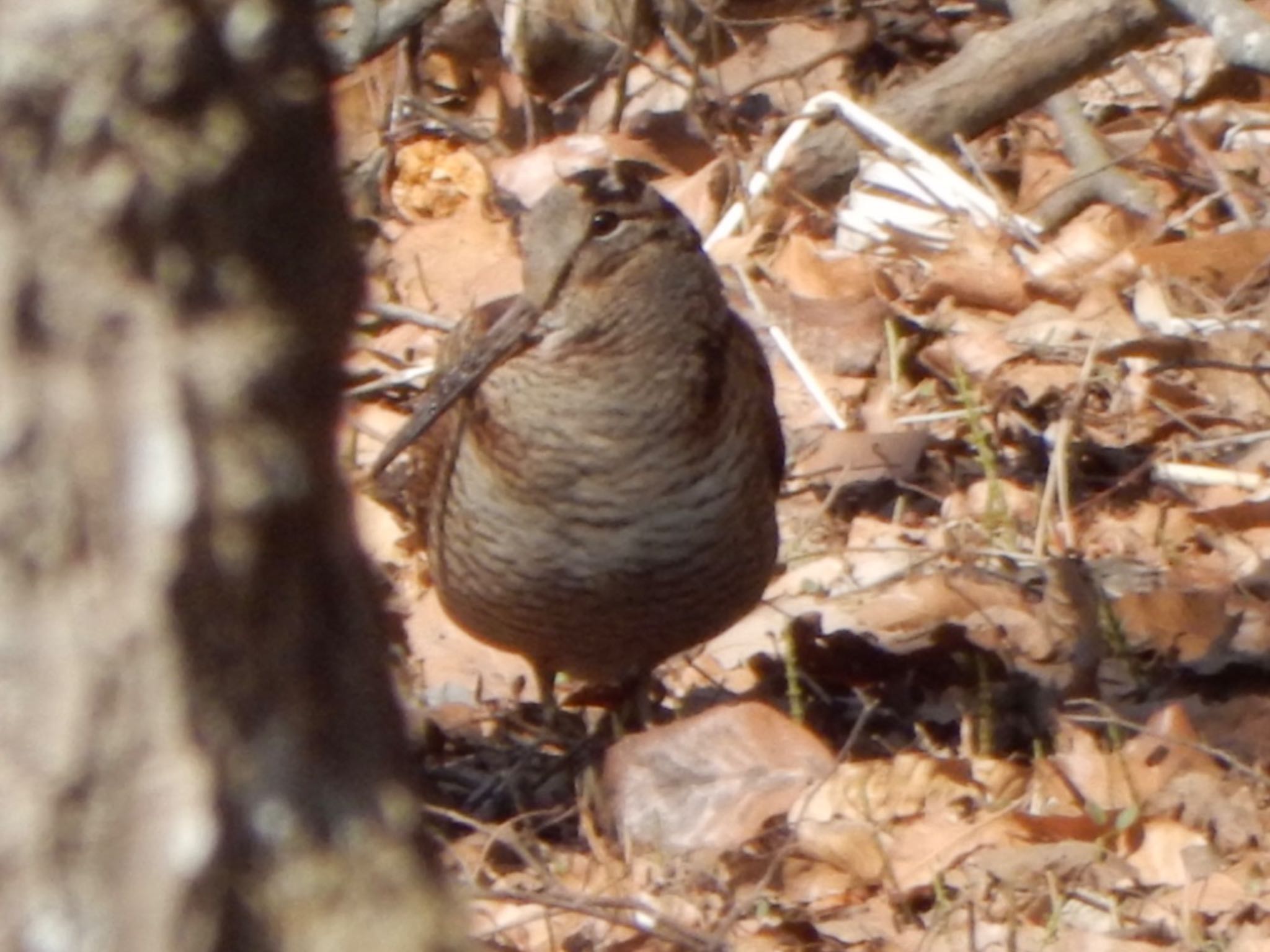 Eurasian Woodcock