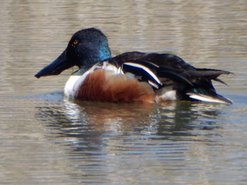 Northern Shoveler Maioka Park Sun, 3/10/2024