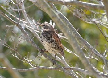 Dusky Thrush 馬見丘陵公園 Sun, 3/10/2024