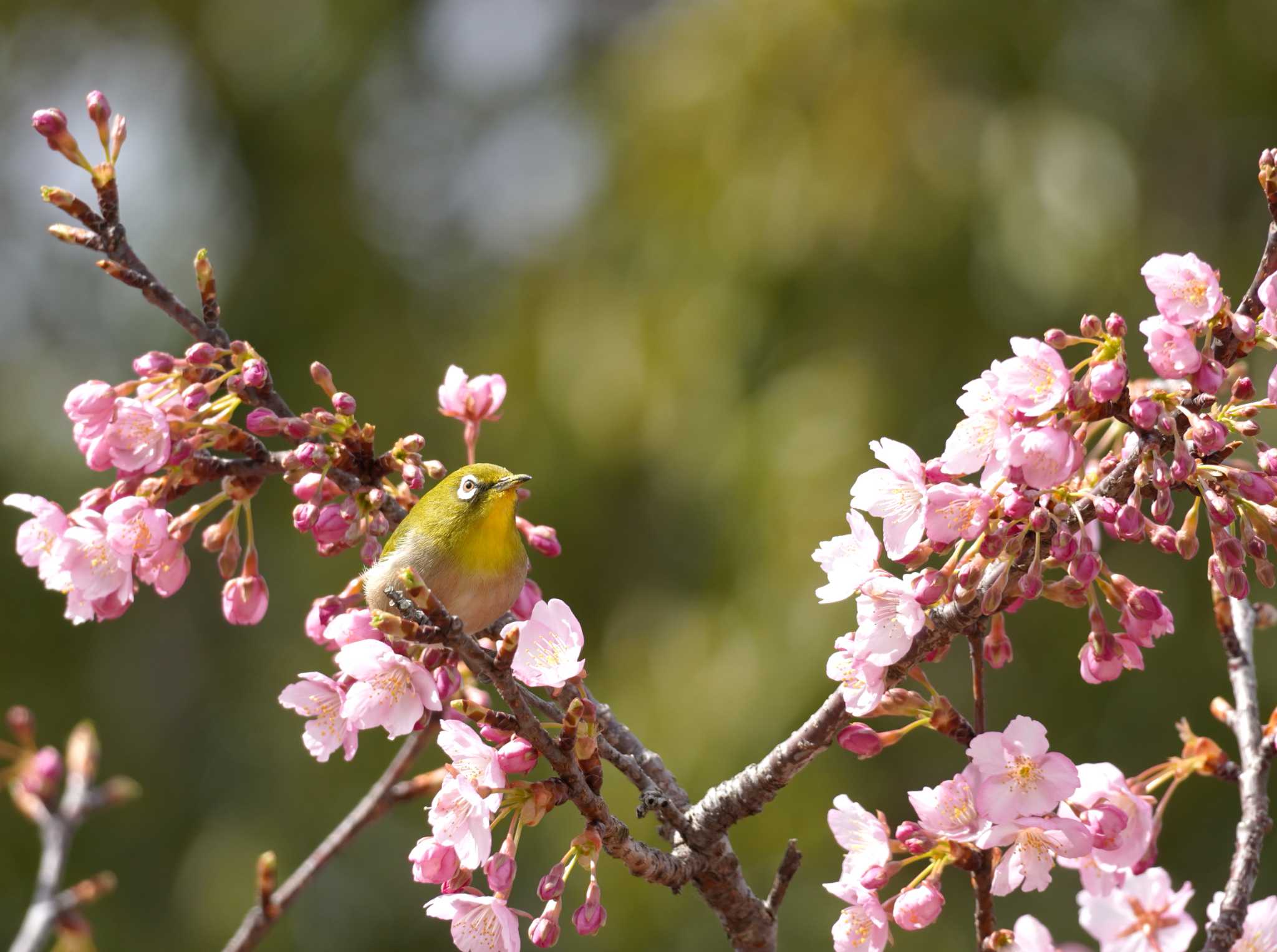 Warbling White-eye